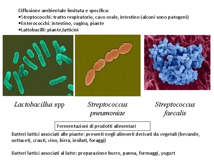 Diffusione ambientale limitata e specifica: • Streptococchi: tratto respiratorio, cavo orale, intestino (alcuni sono