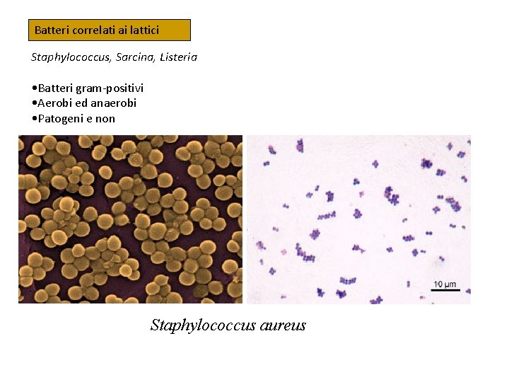 Batteri correlati ai lattici Staphylococcus, Sarcina, Listeria • Batteri gram-positivi • Aerobi ed anaerobi