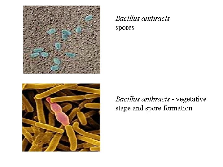 Bacillus anthracis spores Bacillus anthracis - vegetative stage and spore formation 