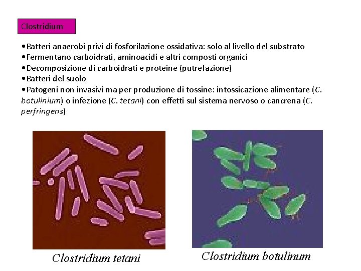 Clostridium • Batteri anaerobi privi di fosforilazione ossidativa: solo al livello del substrato •