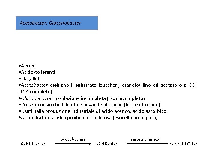 Acetobacter; Gluconobacter • Aerobi • Acido-tolleranti • Flagellati • Acetobacter ossidano il substrato (zuccheri,