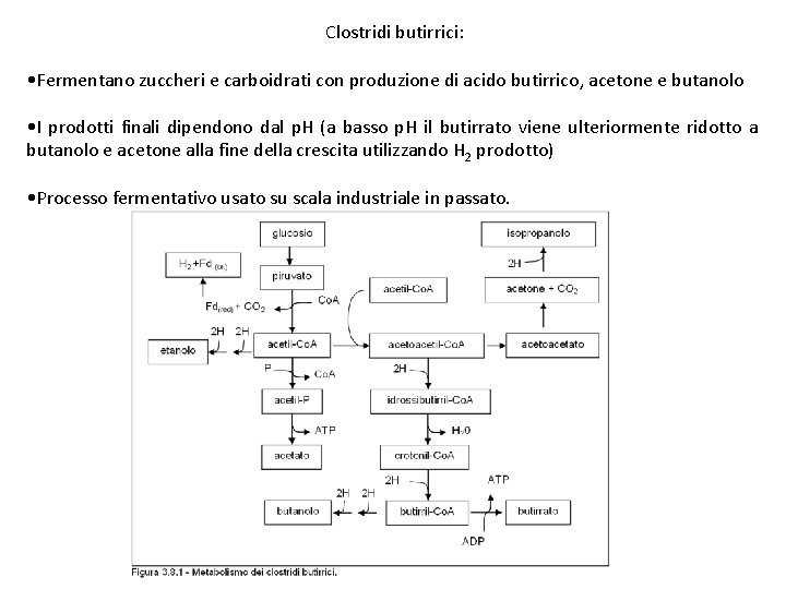 Clostridi butirrici: • Fermentano zuccheri e carboidrati con produzione di acido butirrico, acetone e