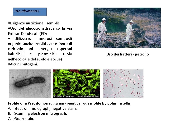 Pseudomonas • Esigenze nutrizionali semplici • Uso del glucosio attraverso la via Entner-Doudoroff (ED)