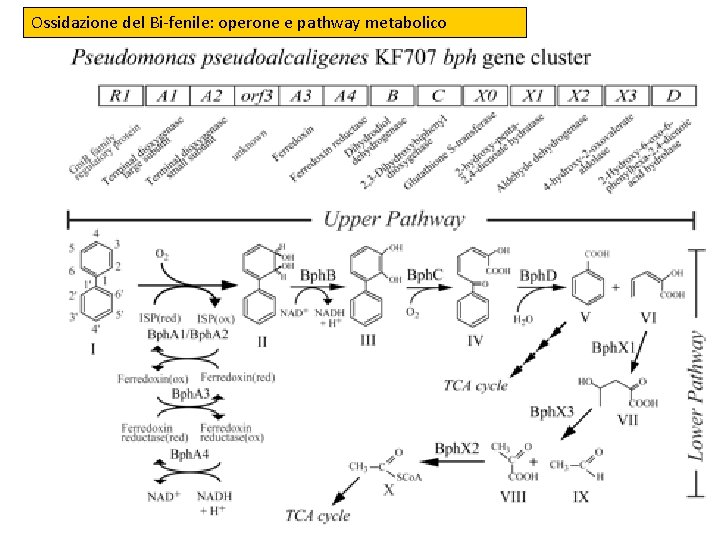 Ossidazione del Bi-fenile: operone e pathway metabolico 