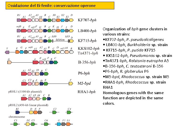 Ossidazione del Bi-fenile: conservazione operone Organization of bph gene clusters in various strains: •