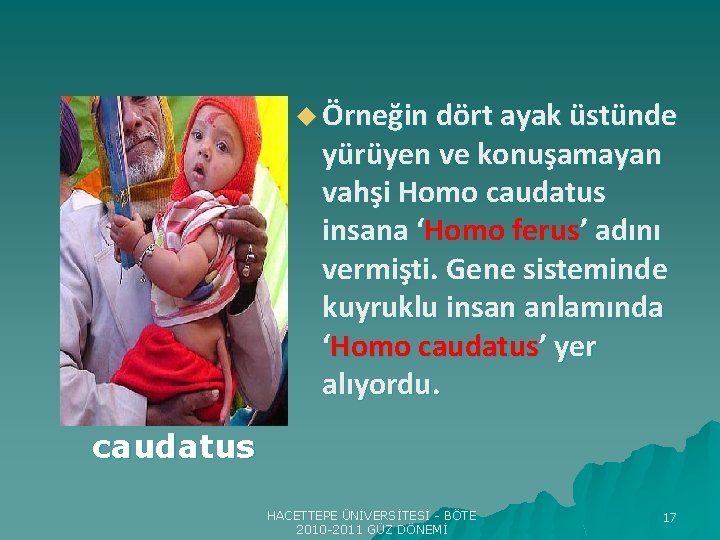u Örneğin dört ayak üstünde Homo caudatus yürüyen ve konuşamayan vahşi Homo caudatus insana