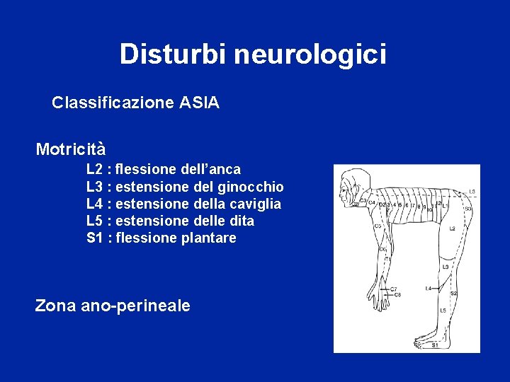 Disturbi neurologici Classificazione ASIA Motricità L 2 : flessione dell’anca L 3 : estensione