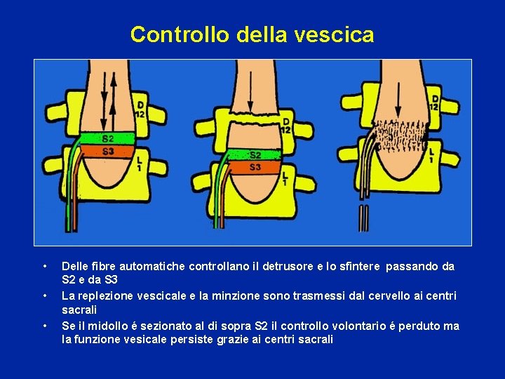 Controllo della vescica • • • Delle fibre automatiche controllano il detrusore e lo