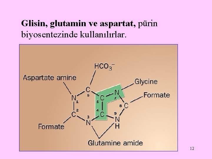 Glisin, glutamin ve aspartat, pürin biyosentezinde kullanılırlar. 12 