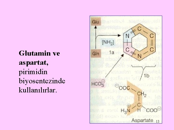 Glutamin ve aspartat, pirimidin biyosentezinde kullanılırlar. 13 