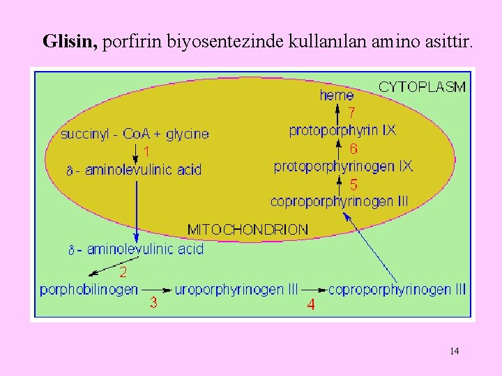 Glisin, porfirin biyosentezinde kullanılan amino asittir. 14 