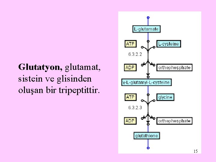 Glutatyon, glutamat, sistein ve glisinden oluşan bir tripeptittir. 15 