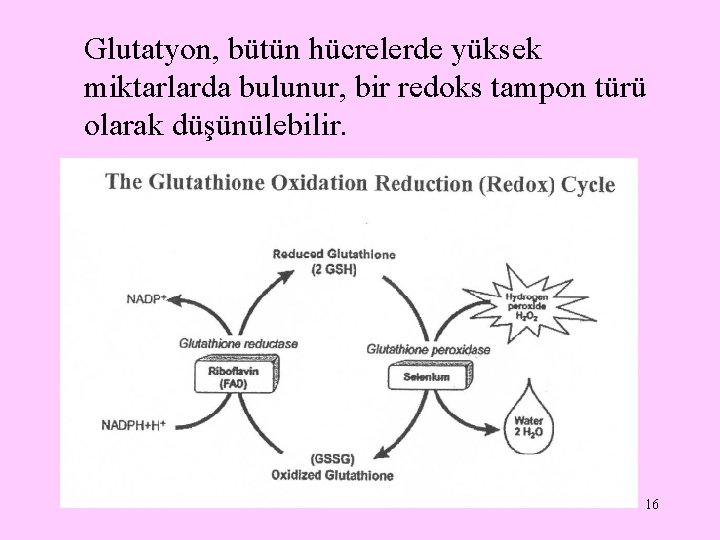 Glutatyon, bütün hücrelerde yüksek miktarlarda bulunur, bir redoks tampon türü olarak düşünülebilir. 16 