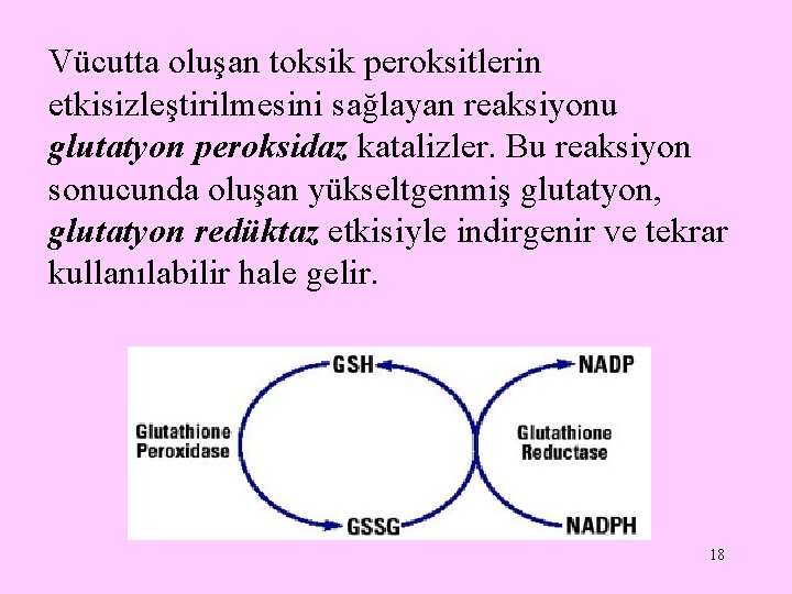 Vücutta oluşan toksik peroksitlerin etkisizleştirilmesini sağlayan reaksiyonu glutatyon peroksidaz katalizler. Bu reaksiyon sonucunda oluşan