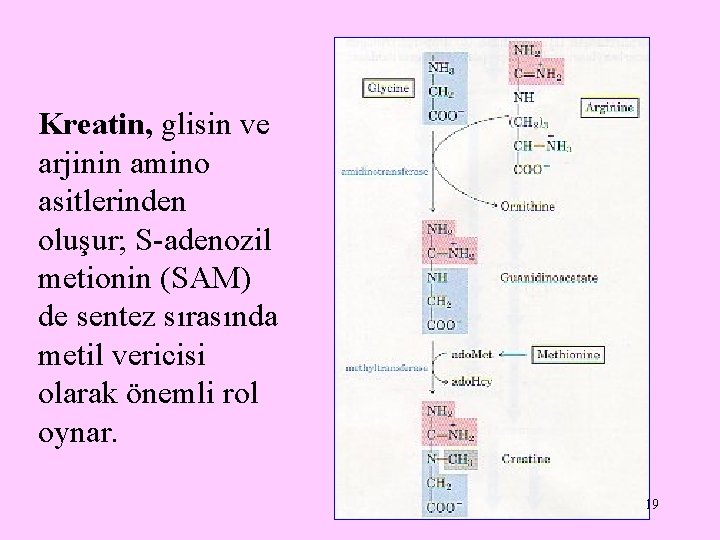 Kreatin, glisin ve arjinin amino asitlerinden oluşur; S-adenozil metionin (SAM) de sentez sırasında metil