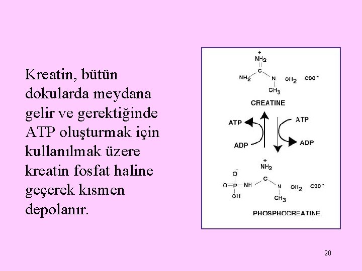 Kreatin, bütün dokularda meydana gelir ve gerektiğinde ATP oluşturmak için kullanılmak üzere kreatin fosfat