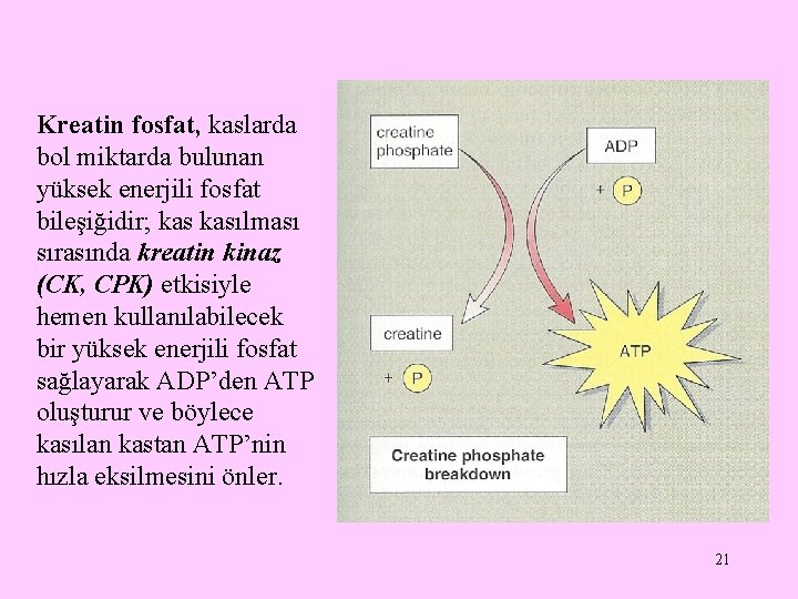 Kreatin fosfat, kaslarda bol miktarda bulunan yüksek enerjili fosfat bileşiğidir; kasılması sırasında kreatin kinaz