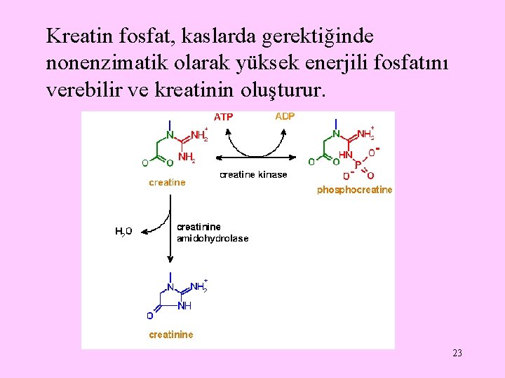 Kreatin fosfat, kaslarda gerektiğinde nonenzimatik olarak yüksek enerjili fosfatını verebilir ve kreatinin oluşturur. 23