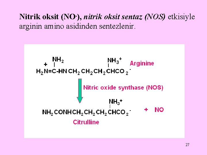 Nitrik oksit (NO. ), nitrik oksit sentaz (NOS) etkisiyle arginin amino asidinden sentezlenir. 27