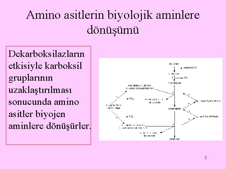 Amino asitlerin biyolojik aminlere dönüşümü Dekarboksilazların etkisiyle karboksil gruplarının uzaklaştırılması sonucunda amino asitler biyojen