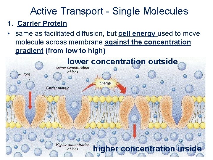 Active Transport - Single Molecules 1. Carrier Protein: • same as facilitated diffusion, but Active Transport - Single Molecules 1. Carrier Protein: • same as facilitated diffusion, but