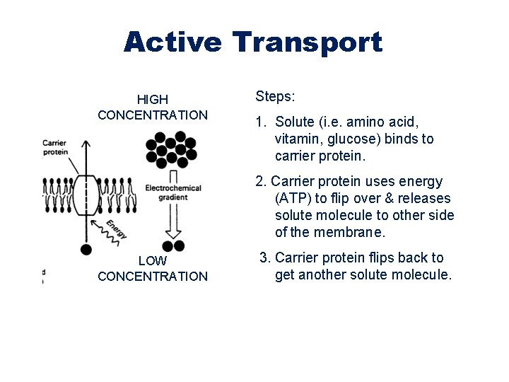 Active Transport HIGH CONCENTRATION Steps: 1. Solute (i. e. amino acid, vitamin, glucose) binds Active Transport HIGH CONCENTRATION Steps: 1. Solute (i. e. amino acid, vitamin, glucose) binds
