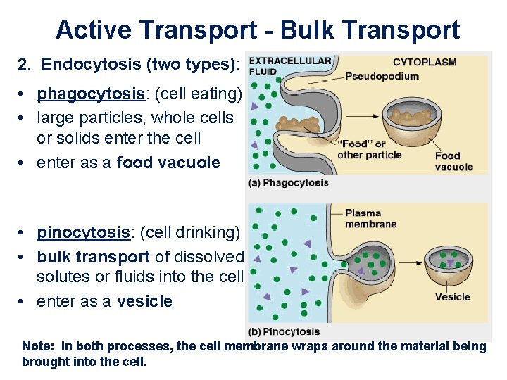 Active Transport - Bulk Transport 2. Endocytosis (two types): • phagocytosis: (cell eating) • Active Transport - Bulk Transport 2. Endocytosis (two types): • phagocytosis: (cell eating) •