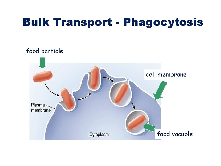Bulk Transport - Phagocytosis food particle cell membrane food vacuole Bulk Transport - Phagocytosis food particle cell membrane food vacuole