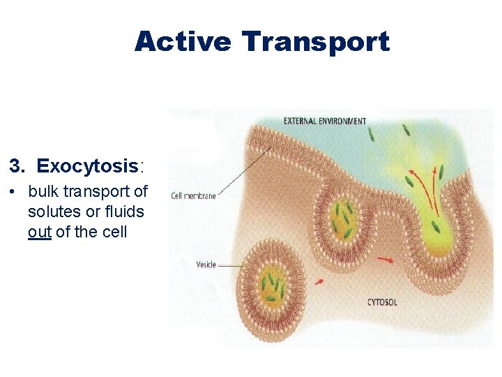 Active Transport 3. Exocytosis: • bulk transport of solutes or fluids out of the Active Transport 3. Exocytosis: • bulk transport of solutes or fluids out of the