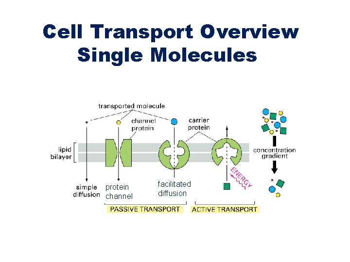 Cell Transport Overview Single Molecules protein channel facilitated diffusion Cell Transport Overview Single Molecules protein channel facilitated diffusion