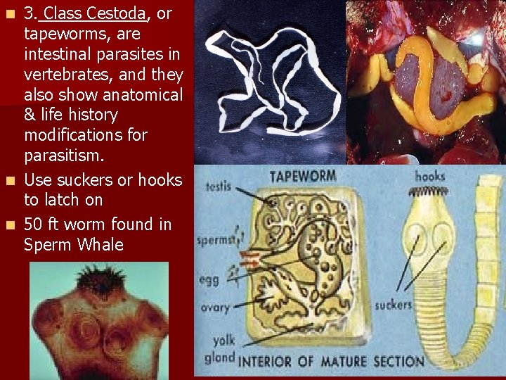 3. Class Cestoda, or tapeworms, are intestinal parasites in vertebrates, and they also show