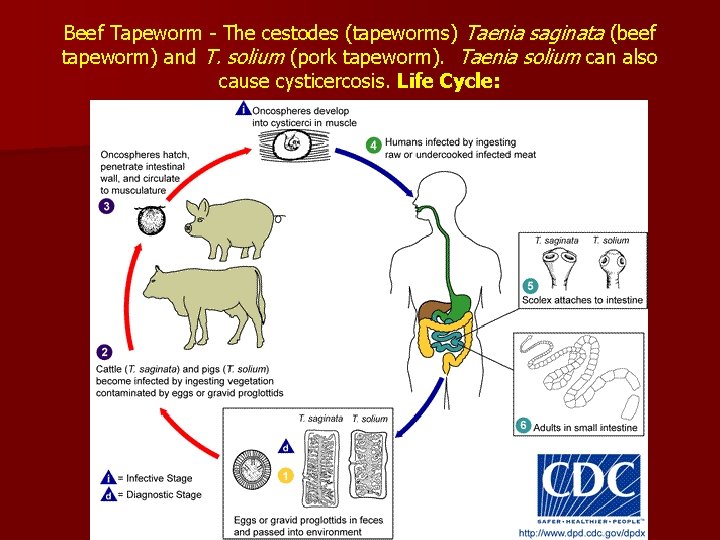 Beef Tapeworm - The cestodes (tapeworms) Taenia saginata (beef tapeworm) and T. solium (pork