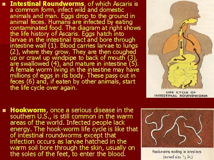 n Intestinal Roundworms, of which Ascaris is a common form, infect wild and domestic