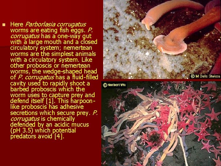 n Here Parborlasia corrugatus worms are eating fish eggs. P. corrugatus has a one-way