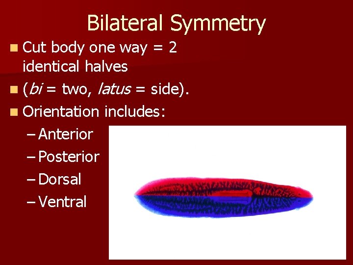 Bilateral Symmetry n Cut body one way = 2 identical halves n (bi =