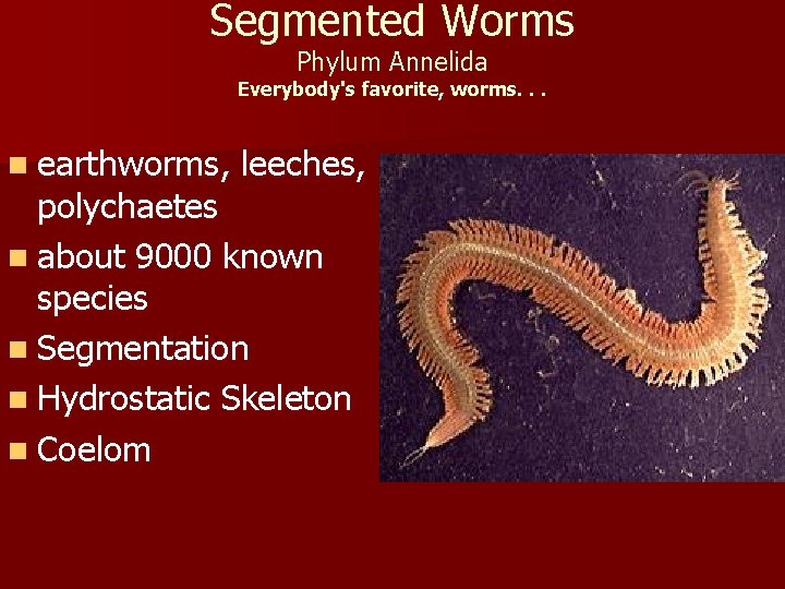 Segmented Worms Phylum Annelida Everybody's favorite, worms. . . n earthworms, leeches, polychaetes n
