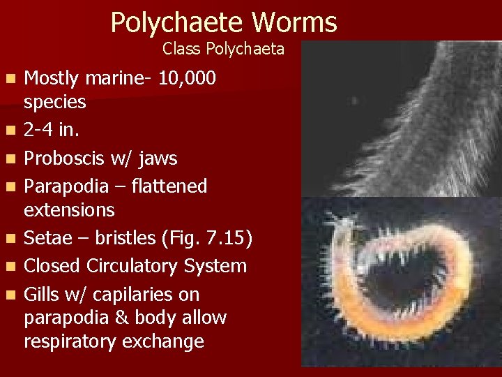 Polychaete Worms Class Polychaeta n n n n Mostly marine- 10, 000 species 2
