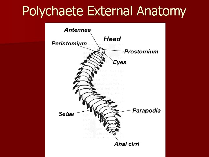 Polychaete External Anatomy 