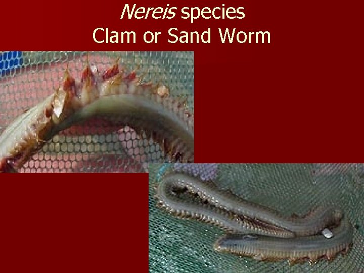 Nereis species Clam or Sand Worm 