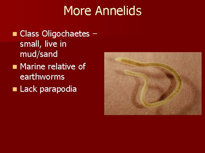 More Annelids Class Oligochaetes – small, live in mud/sand n Marine relative of earthworms