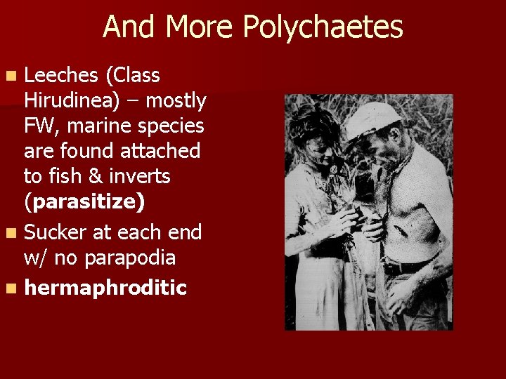 And More Polychaetes Leeches (Class Hirudinea) – mostly FW, marine species are found attached