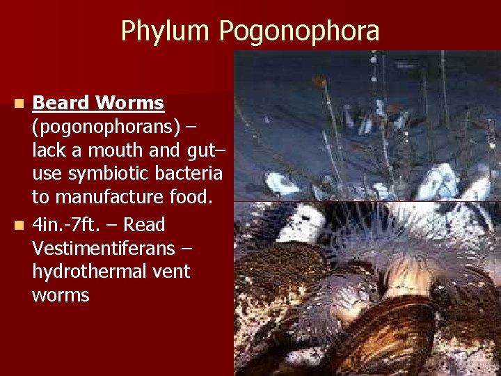 Phylum Pogonophora Beard Worms (pogonophorans) – lack a mouth and gut– use symbiotic bacteria