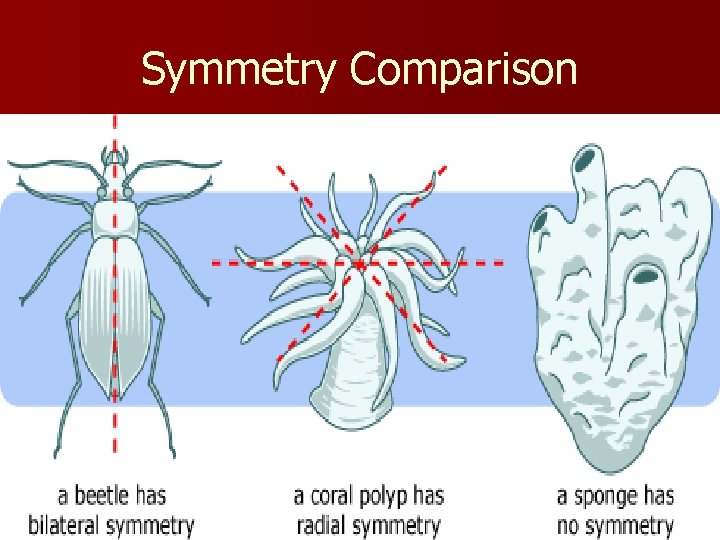 Symmetry Comparison 