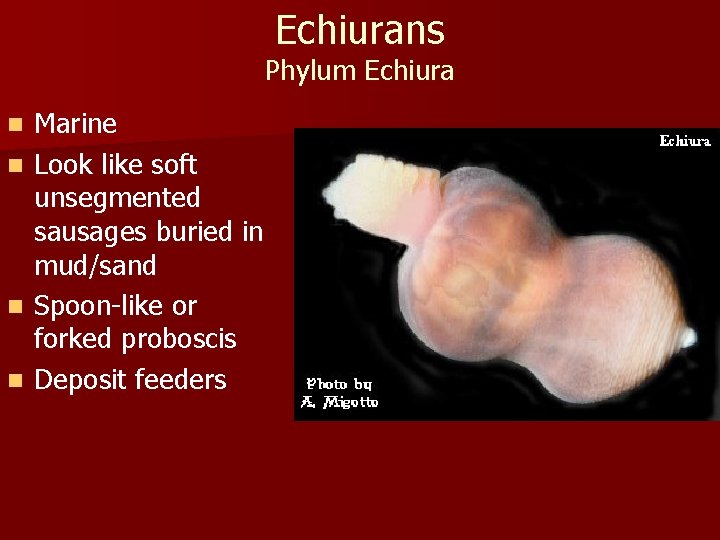 Echiurans Phylum Echiura Marine n Look like soft unsegmented sausages buried in mud/sand n