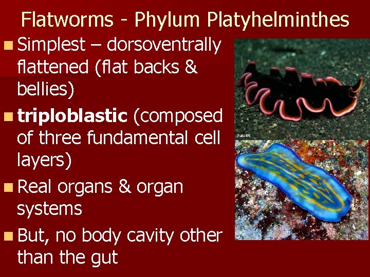Flatworms - Phylum Platyhelminthes n Simplest – dorsoventrally flattened (flat backs & bellies) n