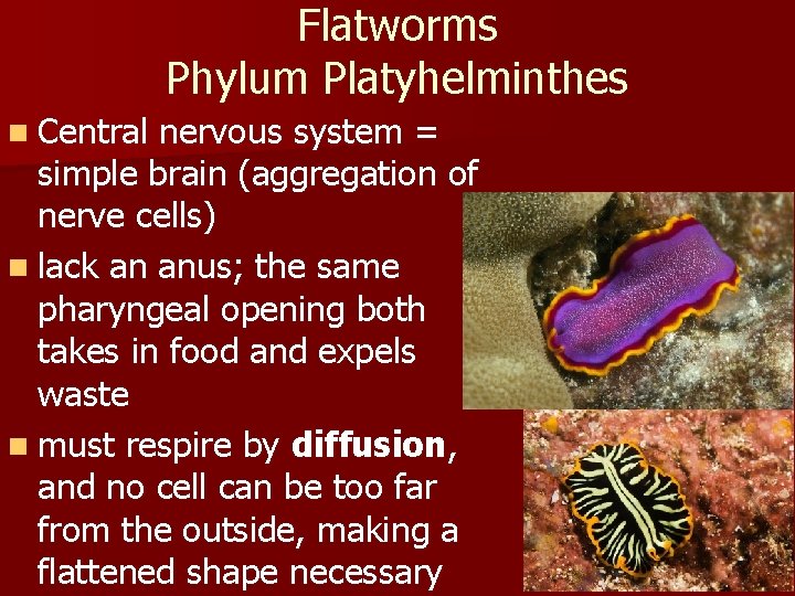 Flatworms Phylum Platyhelminthes n Central nervous system = simple brain (aggregation of nerve cells)