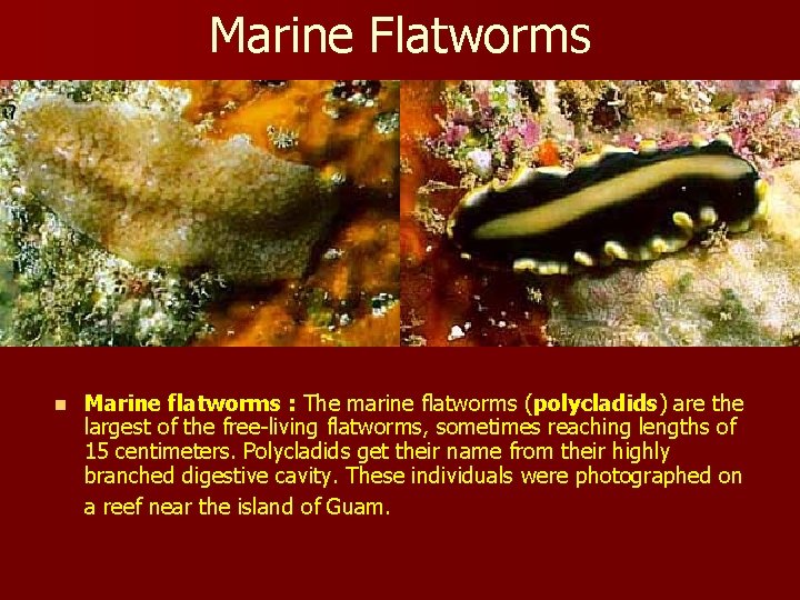 Marine Flatworms n Marine flatworms : The marine flatworms (polycladids) are the largest of