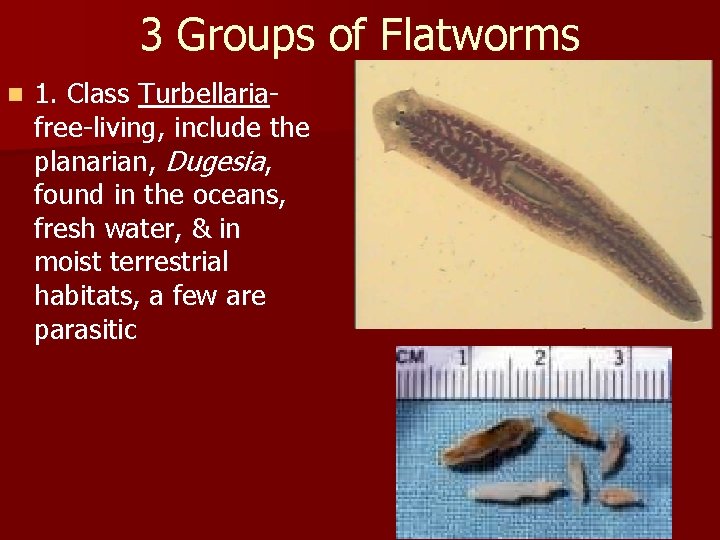 3 Groups of Flatworms n 1. Class Turbellariafree-living, include the planarian, Dugesia, found in
