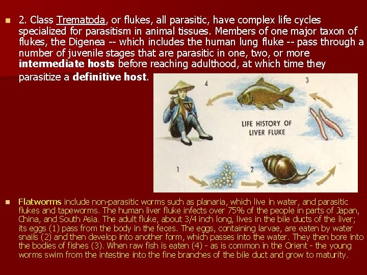 n 2. Class Trematoda, or flukes, all parasitic, have complex life cycles specialized for