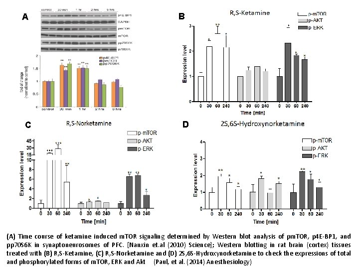 A C B D (A) Time course of ketamine induced m. TOR signaling determined